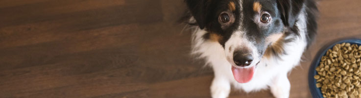 dog next to food bowl